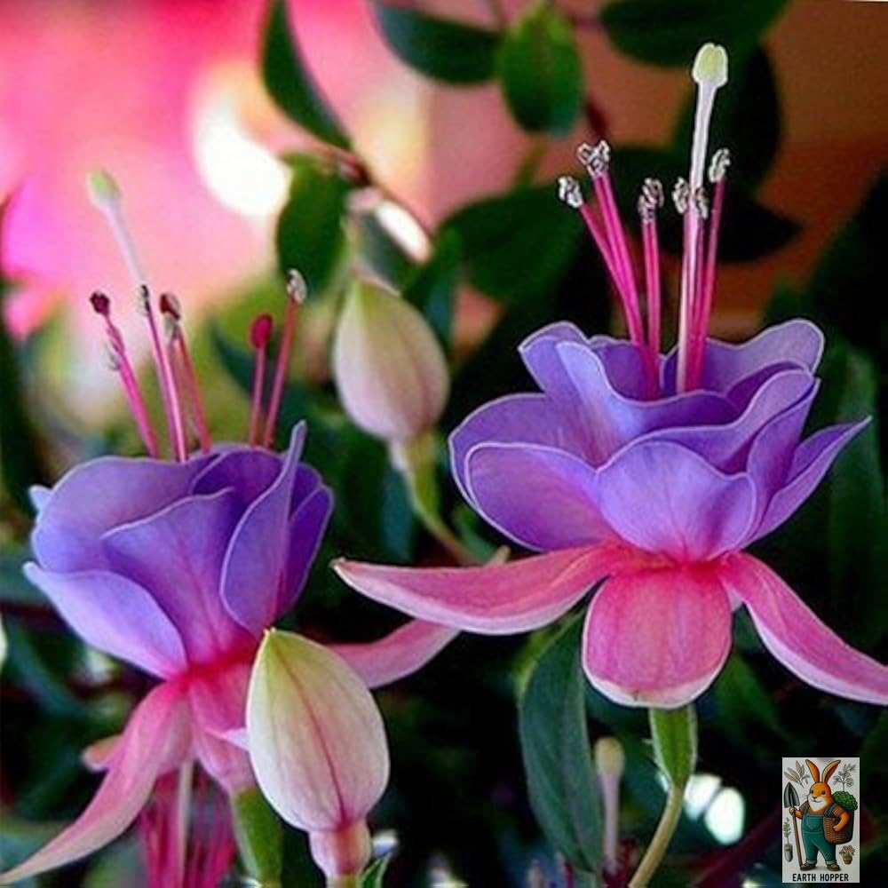 Earth Hopper 50 SEEDS- Fuchsia Lantern Flower Seeds - Year-Round Flowering, Low Maintenance Plant Seeds.