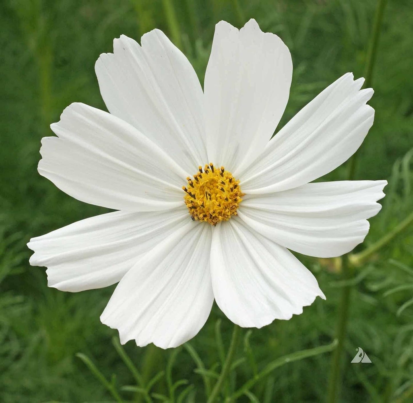 Earth Hopper F1 Hybrid Cosmos Flower Seeds - 35 Seeds Trial Pack (Cosmos, White)