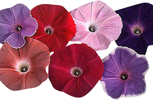 Seeds Ville F1 Hybrid Morning Glory Ipomoea Early Call Mix Flower Seeds - 30 Seeds Trial Pack