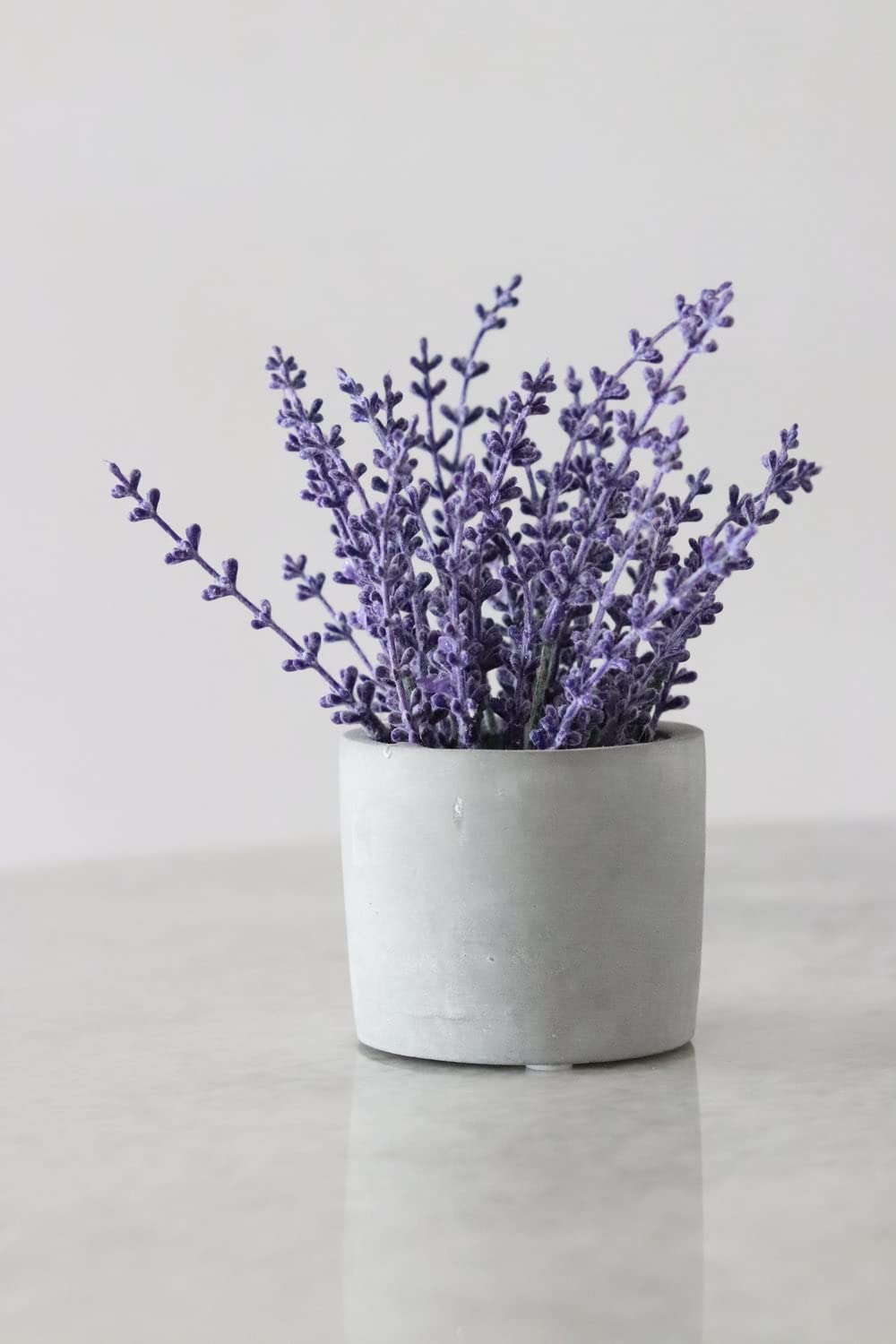 Seeds Ville Lavender Flower Plant Seeds For Home Garden- 30 Seeds Eco Pack