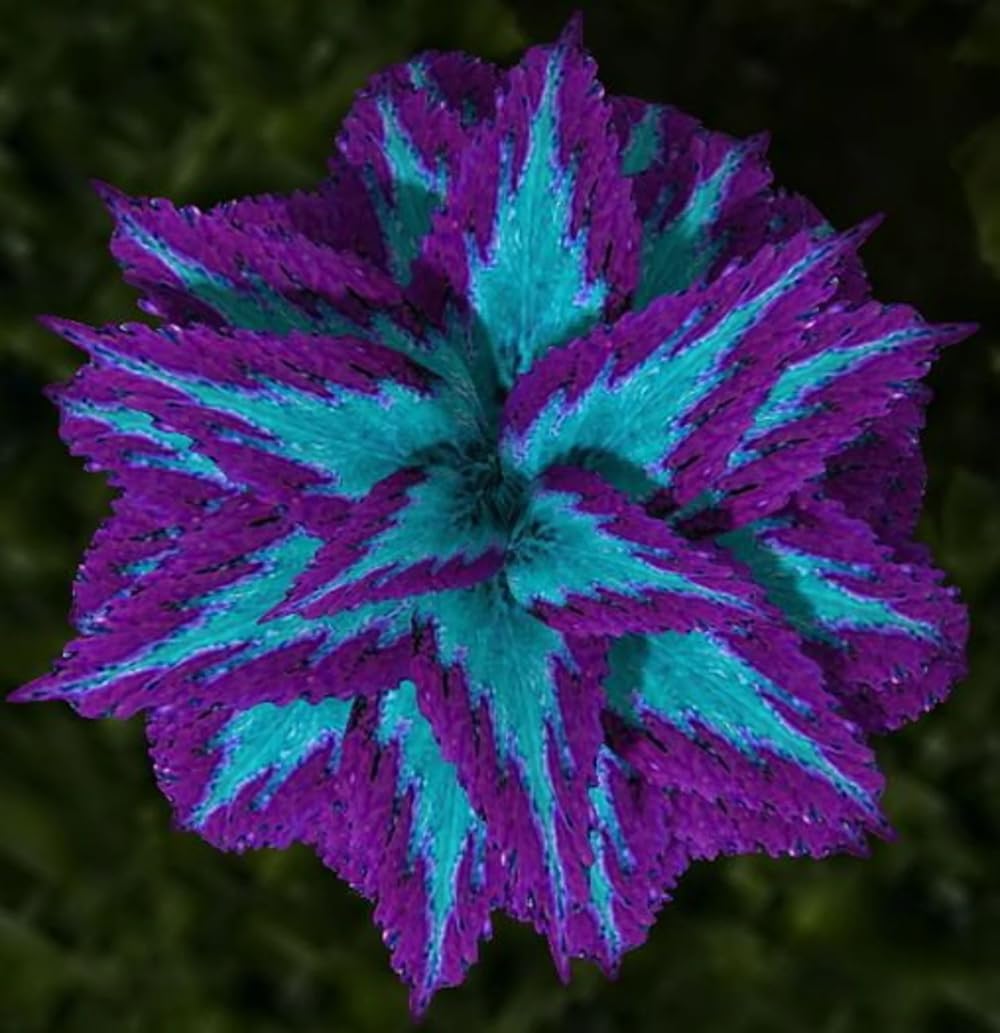 50+ Seeds- BLUE MINI COLEUS TREE SEEDS, GROW INDOOR or OUTDOOR, GROW All SEASON