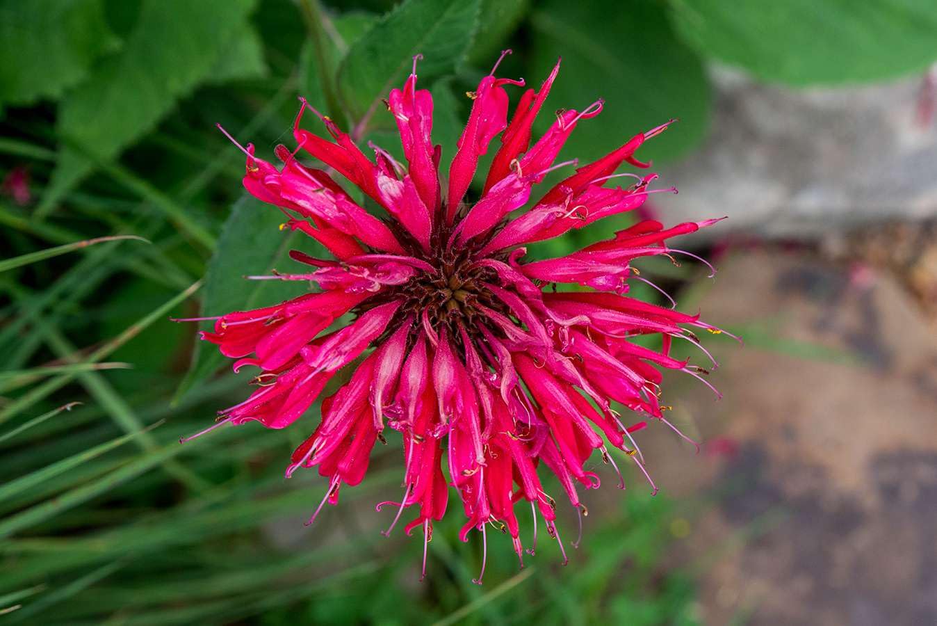 50 Seeds- Wild Bergamot Monarda Fistulosa Mintleaf Bee Balm Flower Herb Seeds For Planting