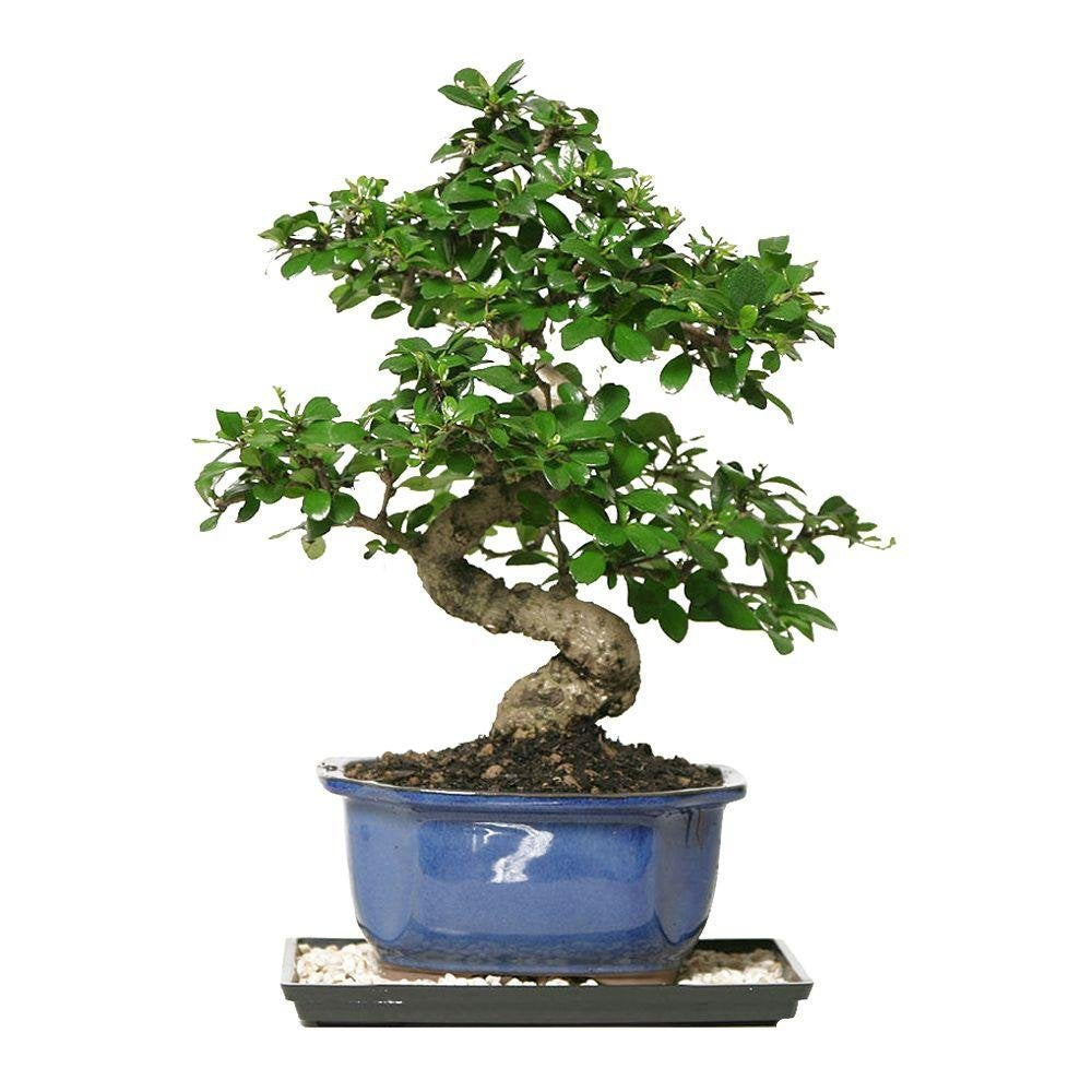 DWARF Fukien Tea 10 SEEDS PACK