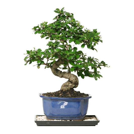 DWARF Fukien Tea 10 SEEDS PACK