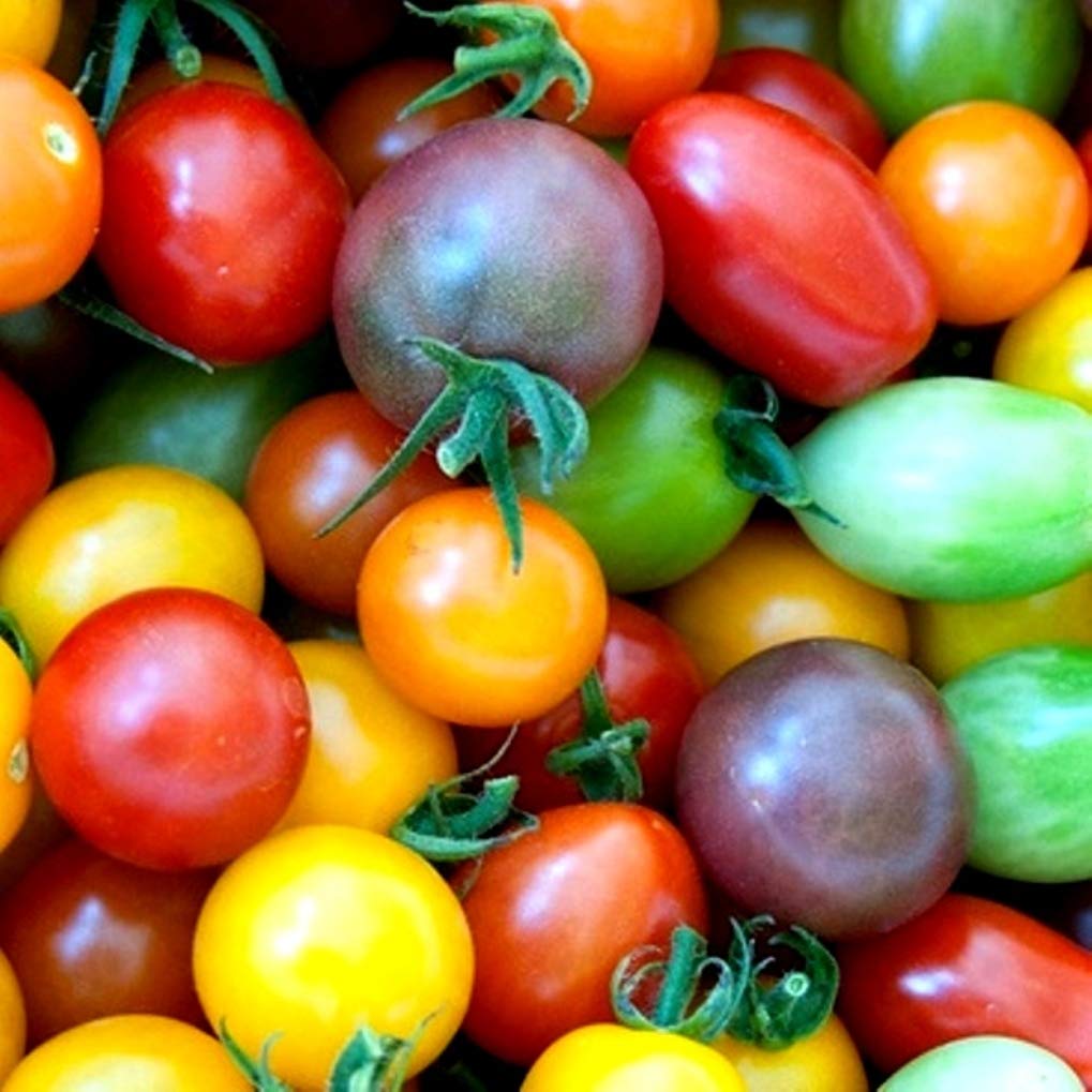 Zellajake Farm and Garden Rainbow Cherry Tomato Mix Seeds Sizes up to 1/4 lb Bulk Heirloom Colours Blend (50 seeds)