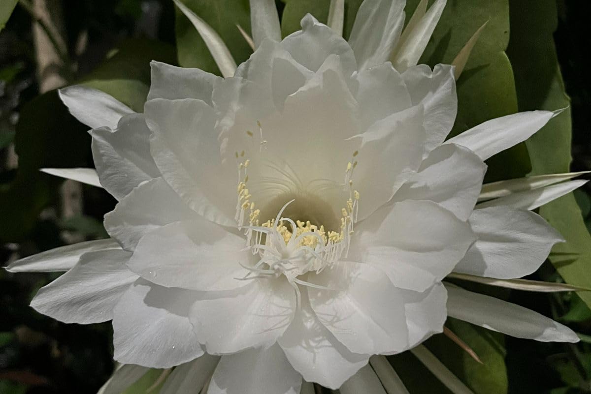 Earth Hopper 35 Seeds- Brahma Kamal Blooming Flower Seeds For Planting