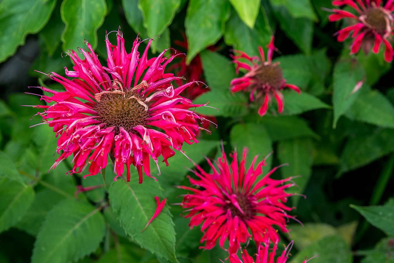 50 Seeds- Wild Bergamot Monarda Fistulosa Mintleaf Bee Balm Flower Herb Seeds For Planting