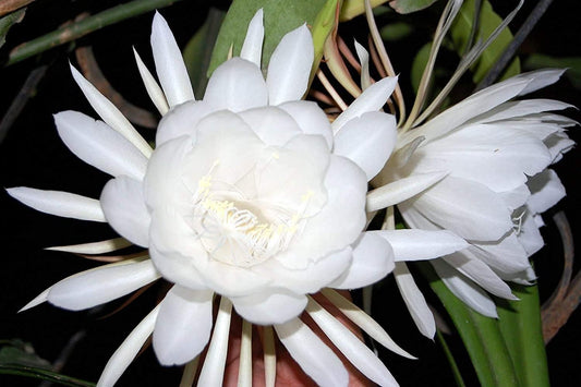 Earth Hopper 35 Seeds- Brahma Kamal Blooming Flower Seeds For Planting