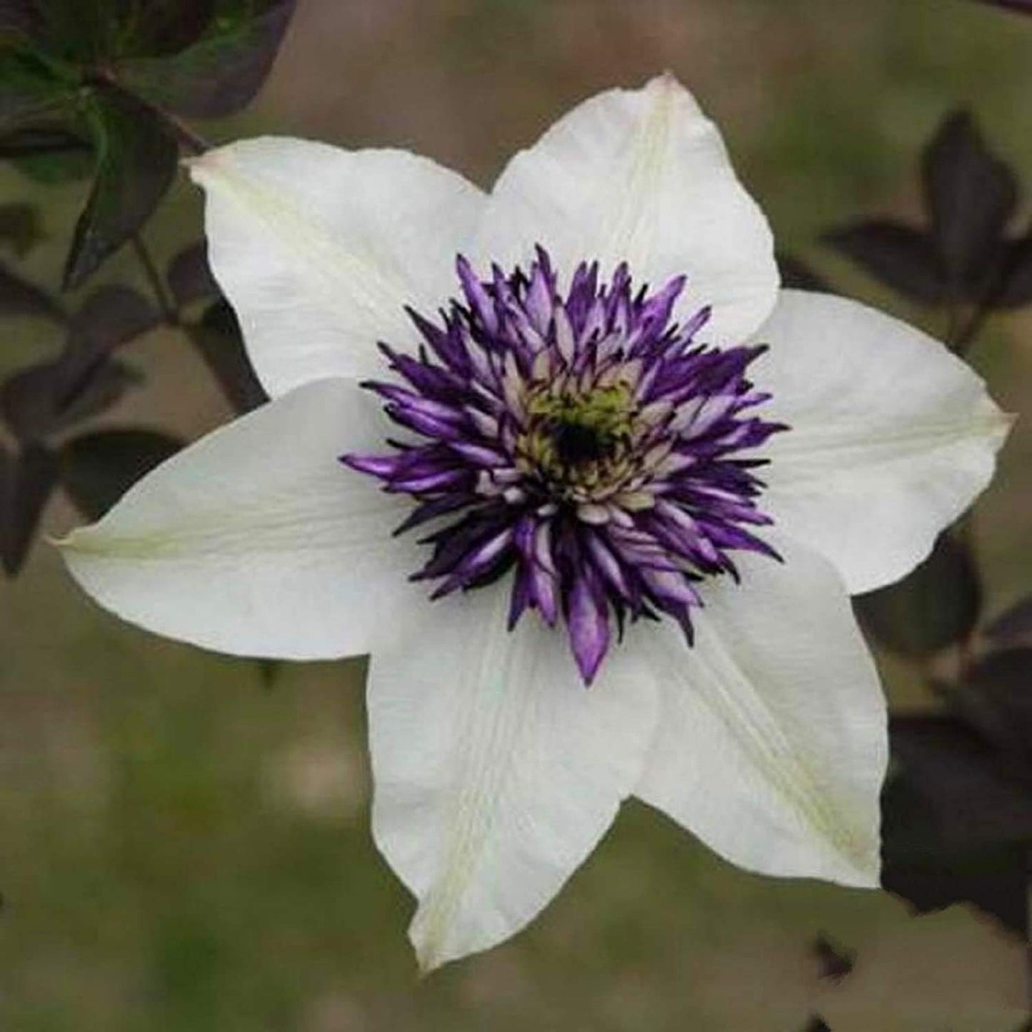 Hybrid Mix Colour Clematis Flower Seeds (Grow and Bloom in All Seasons)