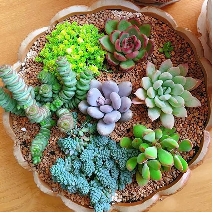 Earth Hopper 50 Seeds Pcs- Rare Beautiful Mixed Succulents Seeds for Planting, DIY Ornamental Plant Seeds - Grow Indoor/Outdoor Both