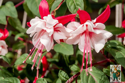 Earth Hopper 50 SEEDS- Fuchsia Lantern Flower Seeds - Year-Round Flowering, Low Maintenance Plant Seeds.