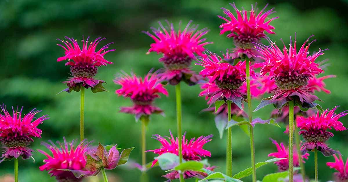50 Seeds- Wild Bergamot Monarda Fistulosa Mintleaf Bee Balm Flower Herb Seeds For Planting