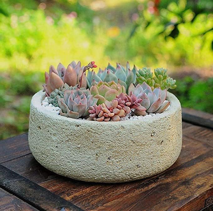 Earth Hopper 50 Seeds Pcs- Rare Beautiful Mixed Succulents Seeds for Planting, DIY Ornamental Plant Seeds - Grow Indoor/Outdoor Both