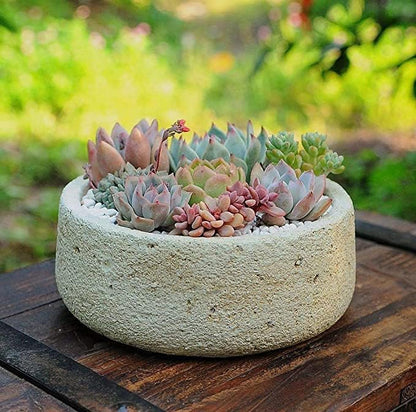 Earth Hopper 50 Seeds Pcs- Rare Beautiful Mixed Succulents Seeds for Planting, DIY Ornamental Plant Seeds - Grow Indoor/Outdoor Both