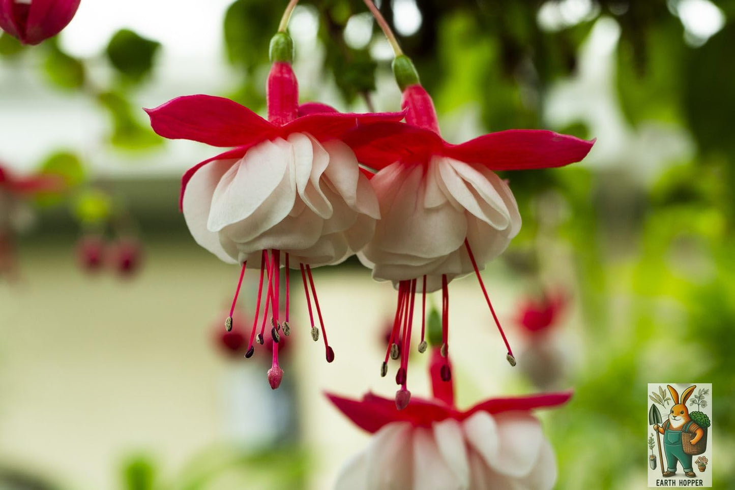 Earth Hopper 50 SEEDS- Fuchsia Lantern Flower Seeds - Year-Round Flowering, Low Maintenance Plant Seeds.
