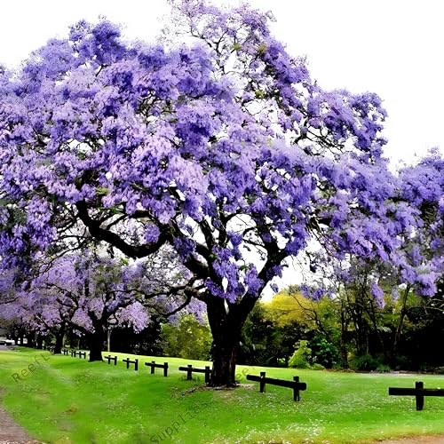 50+ Seeds- Empress Tree Seeds (Paulownia Tomentosa)- Exotic Tree Seeds For Home Garden