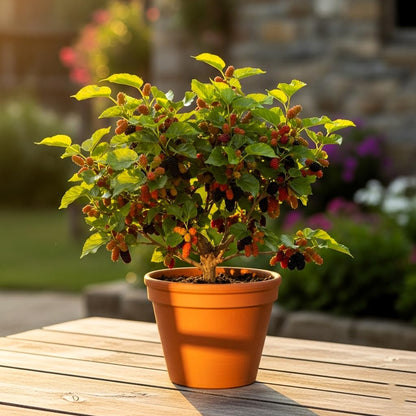 Exotic Dwarf Fruit Seeds Combo (60 Seeds) | Mulberry(sahtoot), Blueberry & Strawberry (20 Each) | All Season, Easy to Grow for Indian Home Gardens