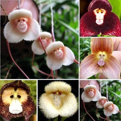 Earth Hopper Monkey Face Orchid Mix Flower 20+ Seeds ~ Cool & Rare Flower ~ Grow All India ~