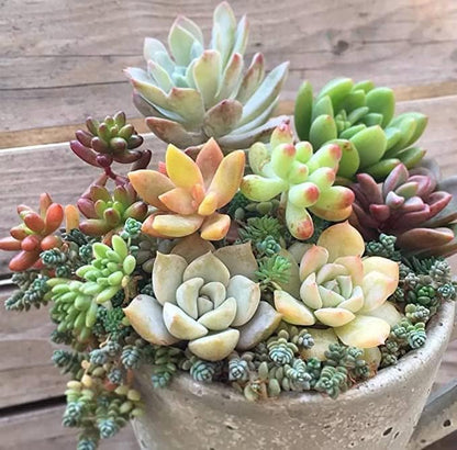 Earth Hopper 50 Seeds Pcs- Rare Beautiful Mixed Succulents Seeds for Planting, DIY Ornamental Plant Seeds - Grow Indoor/Outdoor Both
