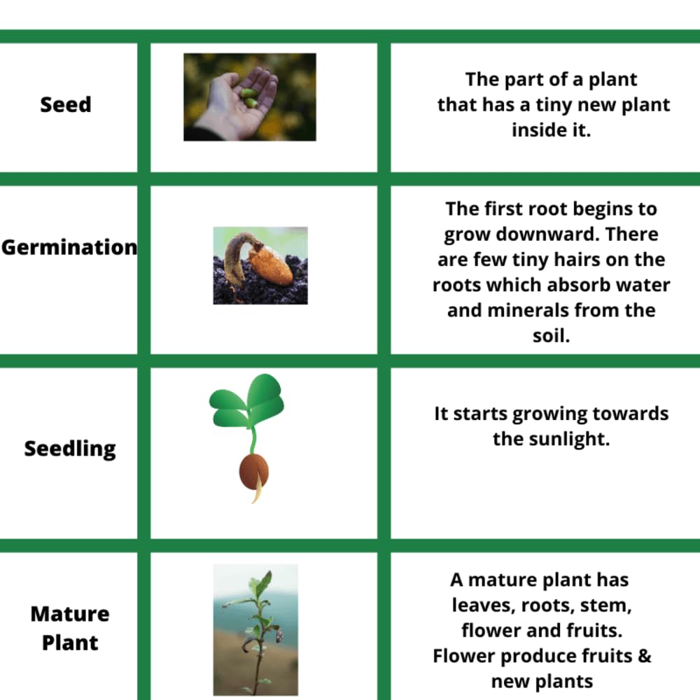 60+ Seeds- Illicium Verum, Chinese Star Anise Seeds, Staranise Bajiao- Grow Year Round.