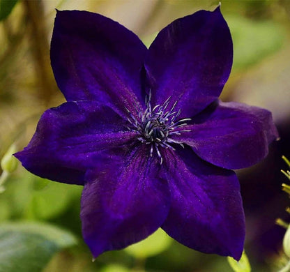 Hybrid Mix Colour Clematis Flower Seeds (Grow and Bloom in All Seasons)