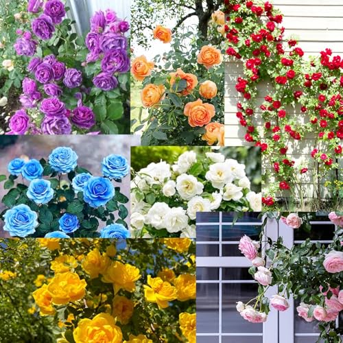 220+ SEEDS- Hybrid Climbing Rose Flower Mix Seeds, Year-Round Blooms