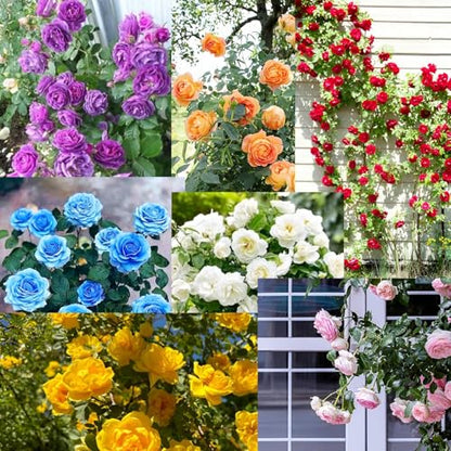 220+ SEEDS- Hybrid Climbing Rose Flower Mix Seeds, Year-Round Blooms