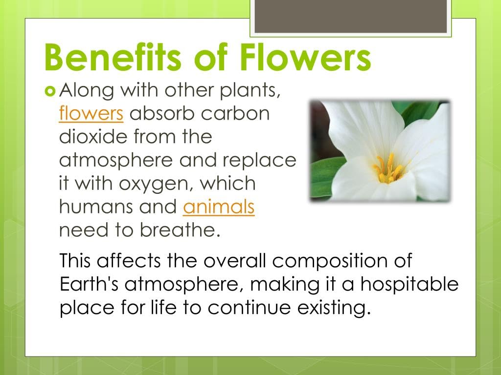 60+ Seeds- Dwarf Hybrid Purple Marigold Flower Seeds For Home Garden