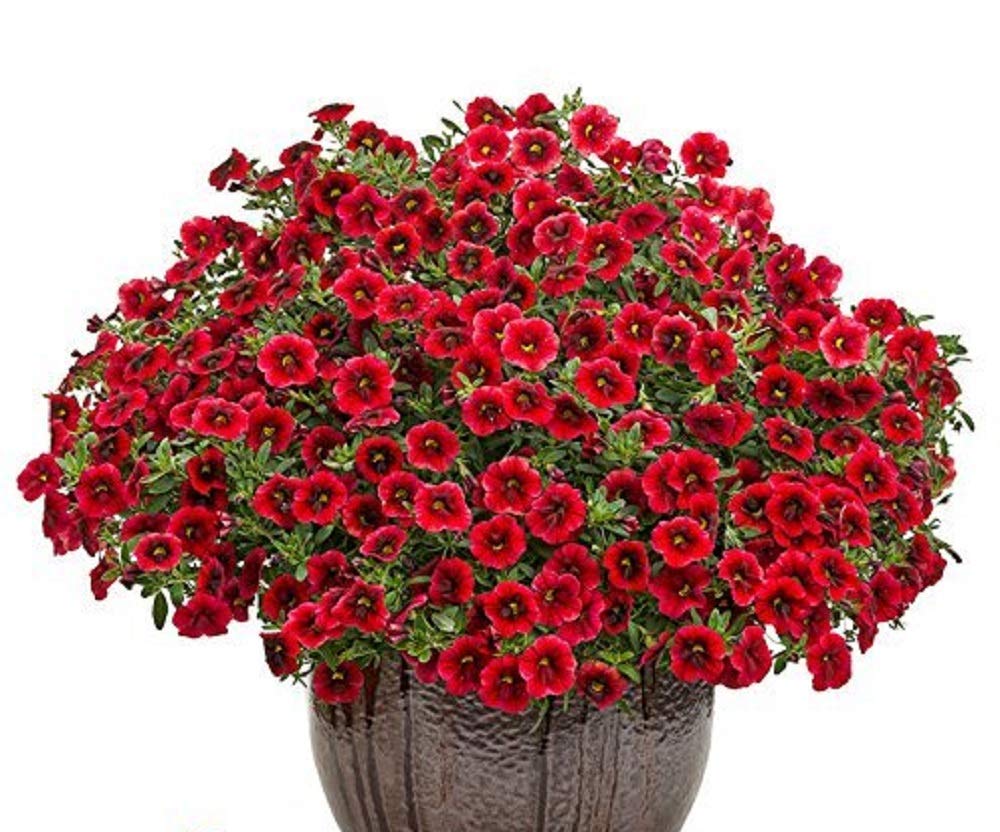 Crimson Red Calibrachoa Petunia Annual Flower Seeds- 50+ Seeds