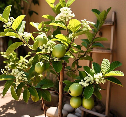 Compact Fruit Garden Seeds Pack - Dwarf Apple, Grapes, Guava, Orange (40 Seeds) - Easy Care