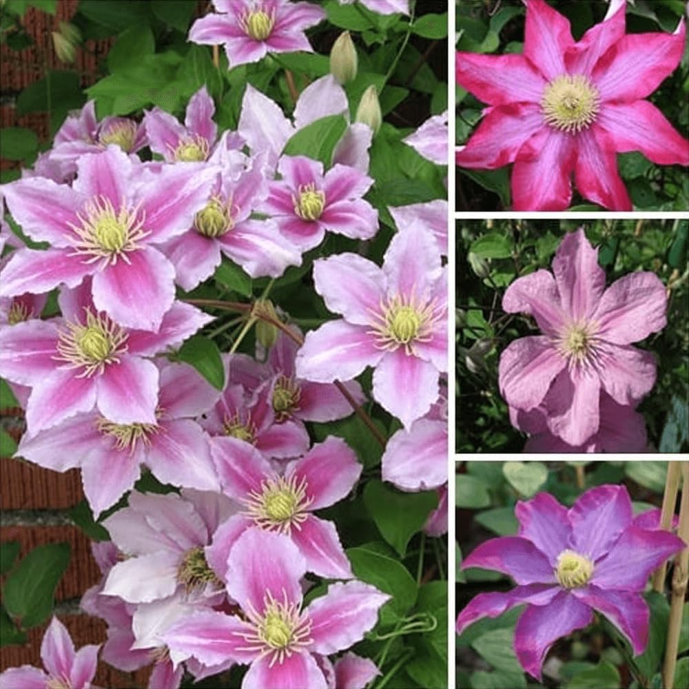 Earth Hopper Clematis Seeds Mixed Color Flower 35 Seeds Garden Balcony Climbing Plants - Mixed Color