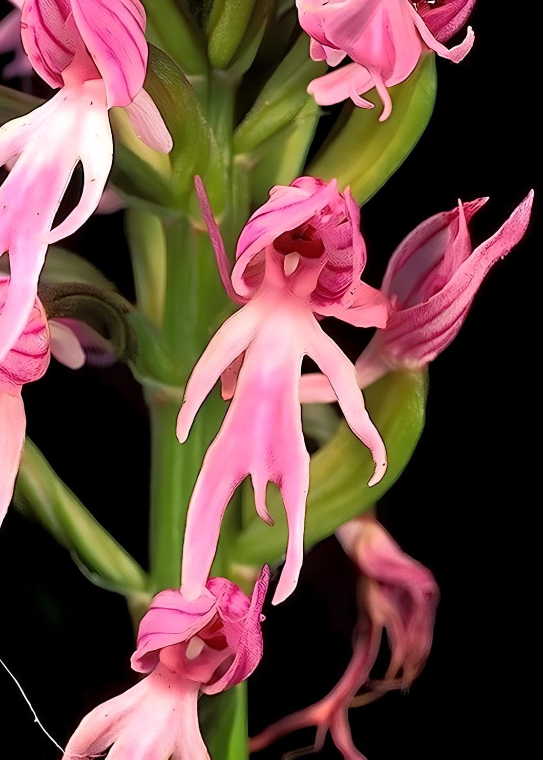 Earth Hopper 35+ SEEDS- Mix Man Orchid Seeds - Unique Human-Shaped Flowers, Grow All-Seasons - Indoor & Outdoor Both.