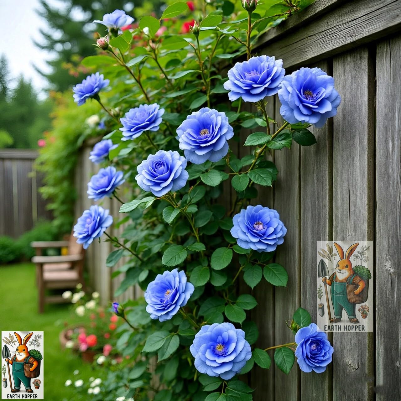 Earth Hopper Climbing Rose Hybrid Seeds Pack - Large Flowers- 70 Easy-to-Grow Seeds for Vibrant Blooms, Suitable for All Indian Climates (ALL IN ONE MIX)
