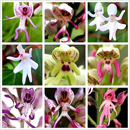 Earth Hopper 35+ SEEDS- Mix Man Orchid Seeds - Unique Human-Shaped Flowers, Grow All-Seasons - Indoor & Outdoor Both.