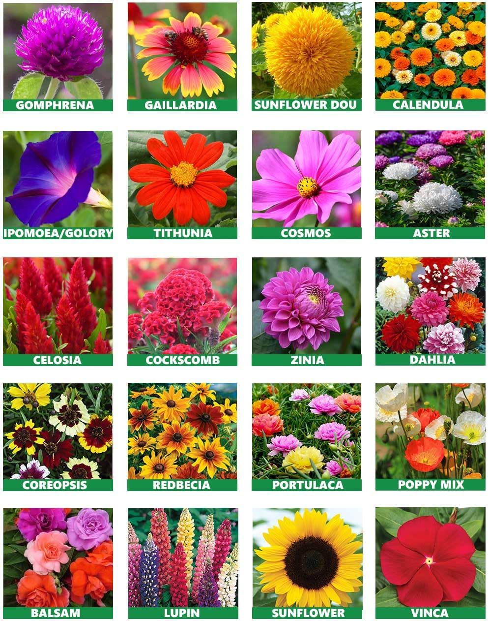 Low Maintenance Hybrid Flower Seeds Combo Pack- All Year Flower Seeds Supply (50 VARIETIES)