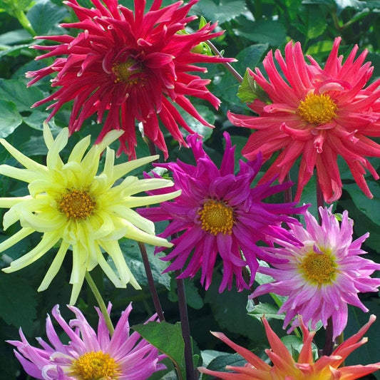 20 Seeds- Dahlia Cactus Garden Cut Flower Seed Mix For Planting Home Garden