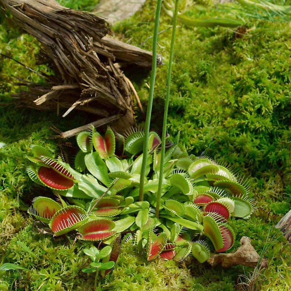 ✅ Venus Fly Trap 20 Seeds Eco Pack For Sowing