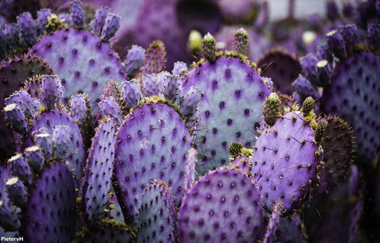All Seasons Prickly Pear Cactus Seeds For Home Garden - 35+ Seeds