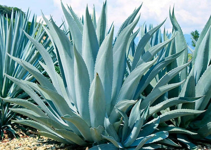 35+ Seeds- Agave Americana Century Succulent Seeds Cactus Perennial Plant Garden Home