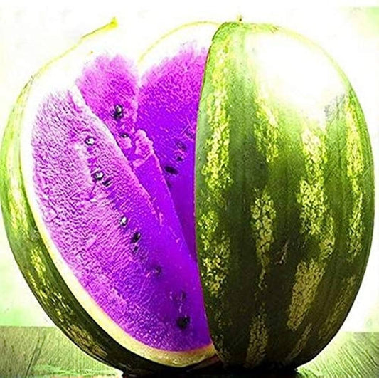 Earth Hopper 15+ SEEDS-Year-Round Growing Purple Watermelon Seeds - Easy & Low Maintenance