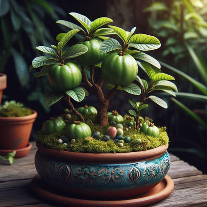 50+ SEEDS- HYBRID Dwarf Fruit Seeds Combo Orange,Apple, Orange, Pomegranate, Guava, Lemon 10 seeds Each