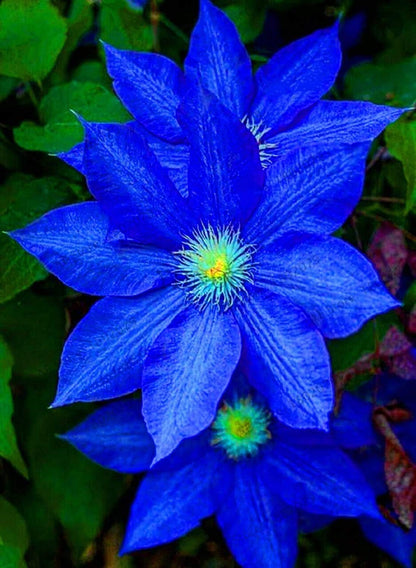 Hybrid Mix Colour Clematis Flower Seeds (Grow and Bloom in All Seasons)