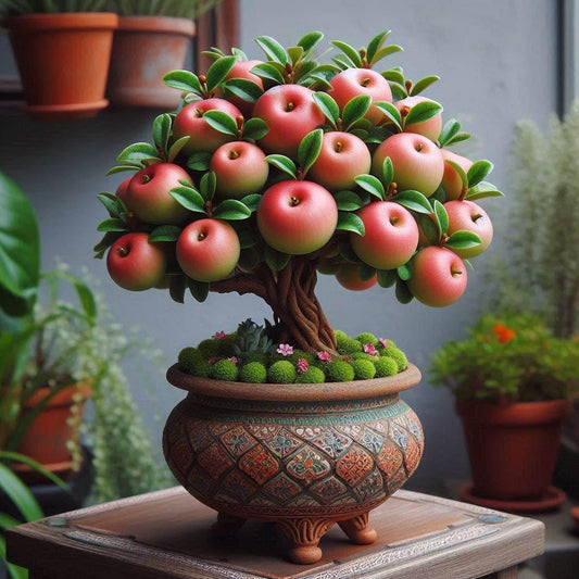 50+ SEEDS- HYBRID Dwarf Fruit Seeds Combo Orange,Apple, Orange, Pomegranate, Guava, Lemon 10 seeds Each