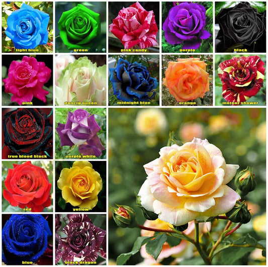 100+ Seeds- Mix Rose Gulab Flower Seeds for Planting Outdoors Flower Bush Perennial Shrub, Non-GMO Heirloom Open Pollinated