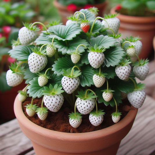 25+ Seeds- Dwarf Strawberry Fruit Seeds For Planting- Grow Indoor-Outdoor (White)