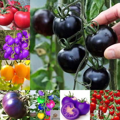 Earth Hopper 50+ Seeds- Organic Rainbow Cherry Tomato Mix Seeds Heirloom Colours Blend (50 Seeds) / Organic And Non-Gmo Seeds