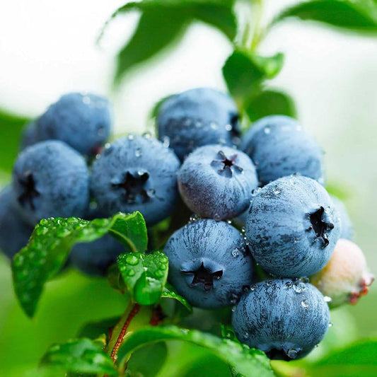 Earth Hopper 20 Seeds- Blueberry Bush Seeds For Planting - Blueberries Fresh Fruit Seeds, Non Gmo Berry Seeds, Dwarf Blueberry Bush Seeds For Planting