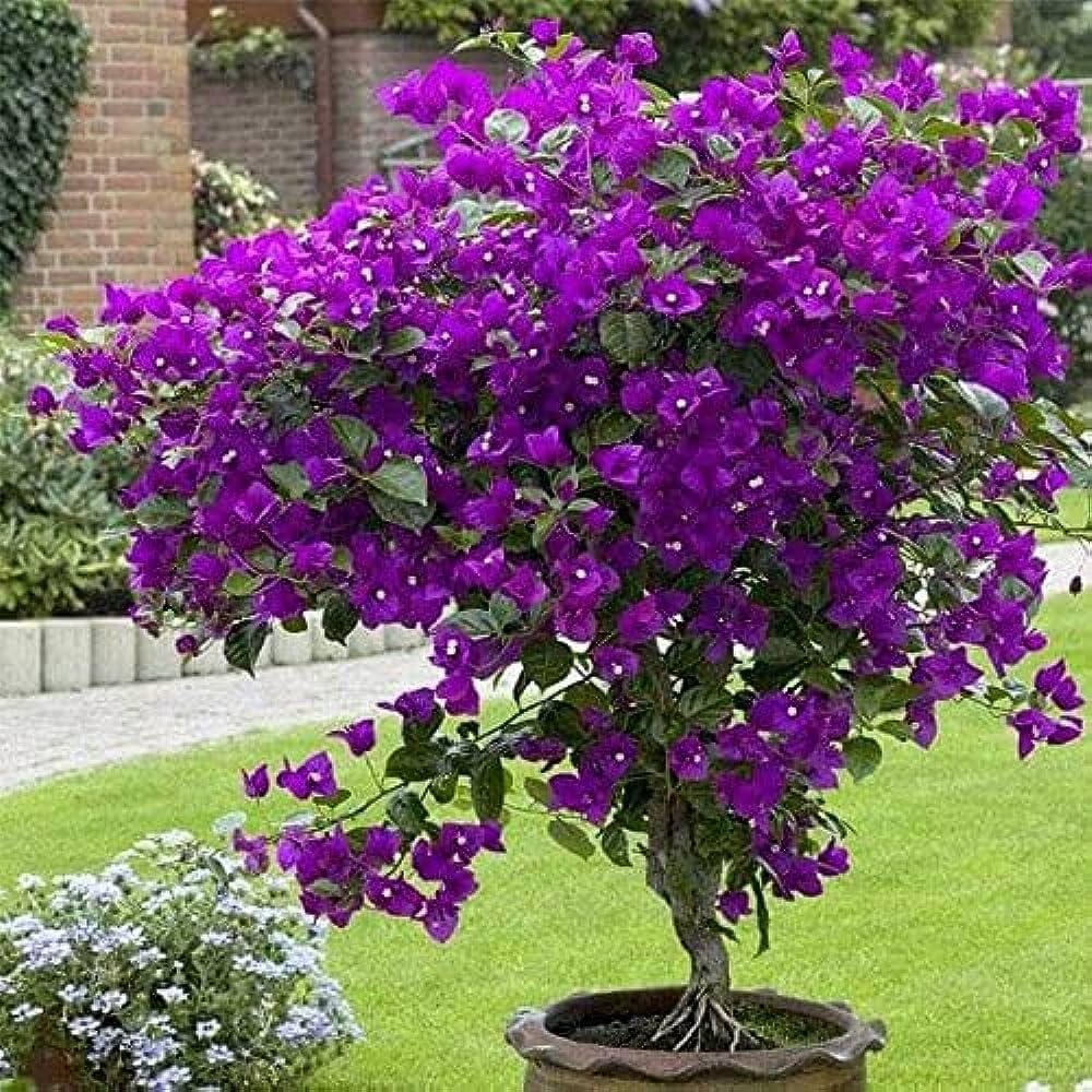 35+ SEEDS- Mix Bougainvillea Flower Vine Plant Seeds For Home Garden.Red & Purple Mix