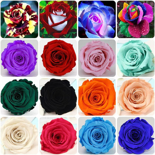 100 Seeds-Mixed Color Rose Seeds for Garden Planting 16 Varieties of Bush Perennial Shrub Heirloom 90% Germination Rate Open Pollinated
