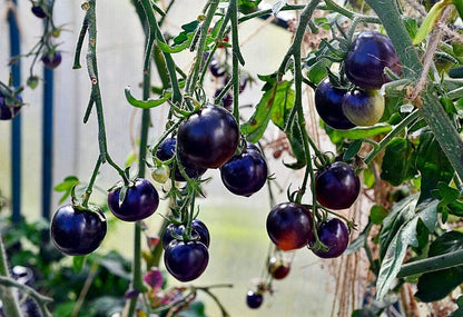100+ SEEDS- Organic Purple Blue Indigo Rose Tomato Seeds For Planting- Kitchen Garden Pack